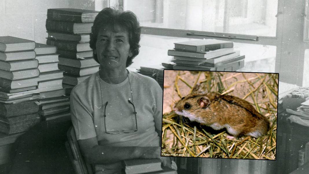 Van’ın kedisi varsa Konya’nın da avurtlağı var 1